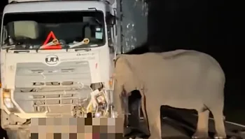 עצוב: גור פילים נדרס למוות - אימו סירבה לעזוב את המקום