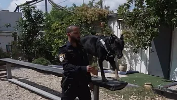 שוטר על ארבע: הכלבים שמצטרפים למשטרה ומסתערים על חשודים