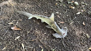 מוזר: כריש נפל מהשמיים באמצע משחק דיסק גולף