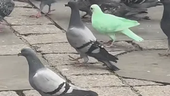 יונה בצבע ירוק מסתורי הפכה לכוכבת טיקטוק