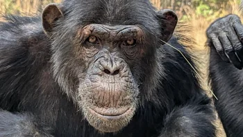 שימפנזים נעצו עשבים באוזניים ובפי הטבעת והסיבה מפתיעה