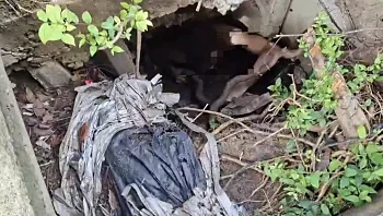 גבר עירום שנתקע בביוב סירב לחילוץ - ונשך את כוחות ההצלה