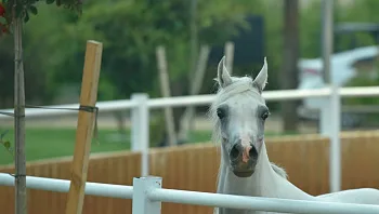 בלונים, סוסים ומנופים: 3 פעילויות ללא עלות לכל המשפחה