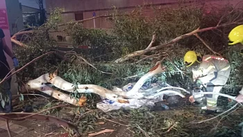 אסון באסף הרופא: ליווה את אשתו לחדר לידה - ונהרג מקריסת עץ
