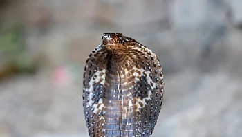 תינוק בן שנה נשך למוות נחש קוברה