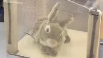שחררו לטבע עשרות ארנבים רובוטיים - והסיבה גאונית