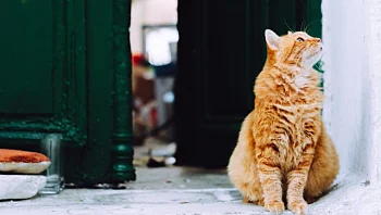 איך לתכנן את הטיפול בחיית המחמד במקרה של היעדרות או אירוע בלתי צפוי?