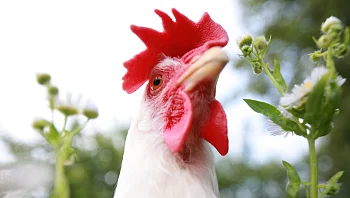 גבר בן 50 נהרג לאחר שנפגע מתרנגול חמוש