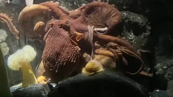 מלחיץ: ילד בן 6 ניסה ללטף תמנון ונפגע בזרועו