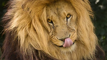 גן חיות ביקש מהציבור לתרום את חיות המחמד שלהם כמזון לטורפים