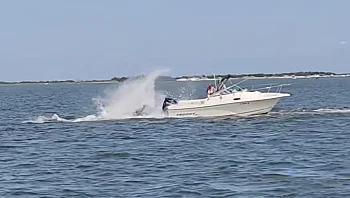 לווייתנית התנגשה בסירה ומתה זמן קצר לאחר מכן