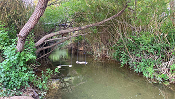 מושלם לטבילה במים: 5 אתרים צוננים לפיקניק זוגי או משפחתי