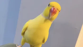 תוכי מדבר בשם "מנגו" הפיל כנופיית סמים בבריטניה