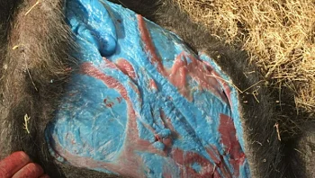 הרשויות באזהרה חריגה: אל תאכלו את בשר החזירים הכחול