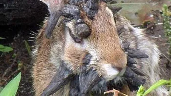 ארנבונים נגועים בנגיף פפילומה מעוררים דאגה בקרב התושבים