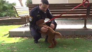 השוטר שהביא למעצר המתעלל בכלב: "שמעתי את ההטחה במעלית"