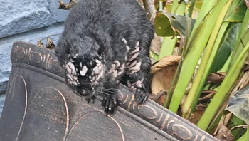מה עומד מאחורי תופעת הסנאים "הזומבים"?