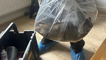 מפחיד: מצאו עכברוש ענק בגודל של כלב בביתם