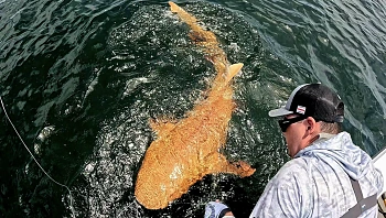 תיעוד נדיר של כריש צהוב בקוסטה ריקה
