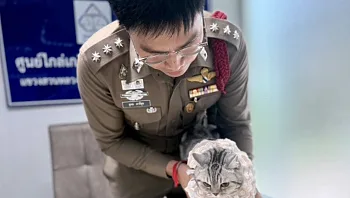 החתולה הזאת נעצרה במשטרה - והסיבה הזויה