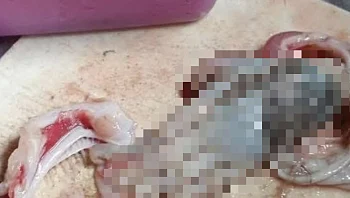 מחריד: אישה ניקתה דג - ומצאה בתוכו כף יד