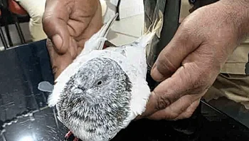 כוחות הביטחון בהודו תפסו יונה שנשאה איום לפוצץ תחנת רכבת