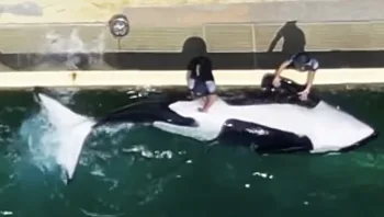 מטפלים גירו מינית לוויתן כדי למנוע ממנו להזדווג עם אימו