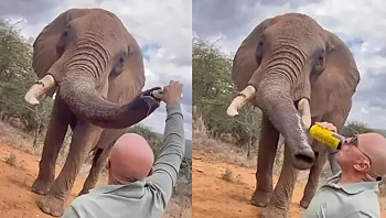 "בלתי מתקבל על הדעת": תייר נתן לפיל לשתות אלכוהול