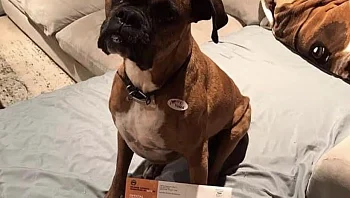 אישום: רשמה את הכלבה שלה כבוחרת והצביעה בשמה