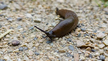 שוטרים הוזעקו לבניין מגורים בגלל חשופית שהטרידה את הדיירים