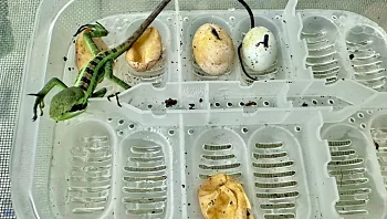 מסתבר שזה אפשרי: איגואנה בתולה הביאה לעולם 8 צאצאים