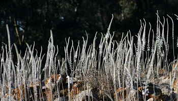 חצבים פורחים: 3 המלצות לטיולי פריחה מקסימים ברמת הגולן