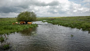 התחזית: ירידה נוספת בטמפרטורות, יתכן טפטוף לאורך מישור החוף