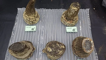 אזרח וייטנאמי נתפס לאחר שניסה להבריח 5 קרני קרנף