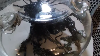 צעיר מפנמה טוען כי מצא "יצור חייזרי" שניזון מאור