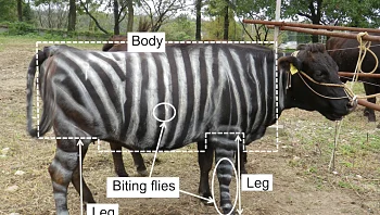 פרות בפסים ולטאות שאוהבות פיצה: המחקרים הזוכים בפרס איג נובל