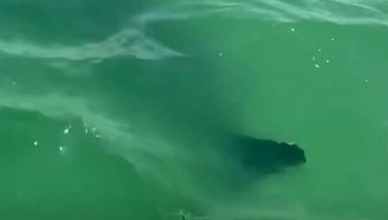 אחרי אשקלון: כריש נצפה בים בבת ים, כלל החופים בעיר נסגרו