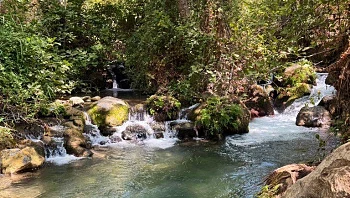 חינם, קריר וטעים: מסלולי טיול לאורך הבניאס ומשהו לנשנש ליד