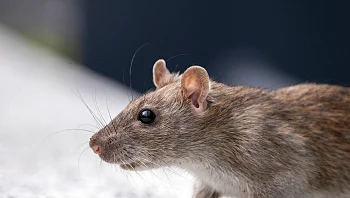 תקרית חריגה: נוסע ננשך על ידי חולדה בנמל התעופה