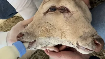 מקרה מדהים בברזיל: עגלה נולדה עם שני ראשים