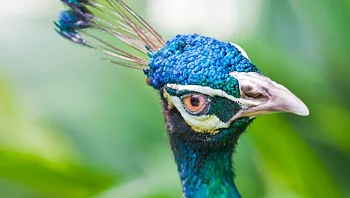 בן 61 שחט ואכל את טווסיו לאחר ריב עם שכנתו