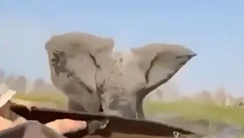 יצאו לשייט בנהר - ונרמסו על ידי פילה דוהרת