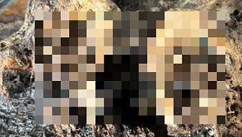 קיבל לידיו את הטלפון שאיבד, אך הזדעזע כשגילה מה צולם ממכשירו