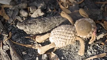 7 באוקטובר, שנתיים אחרי: בחזרה למקומות שבהם הזמן קפא מלכת