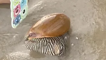 טייל בחוף ומצא חילזון נדיר: "אני לא בטוח אם אפשר לאכול אותו"