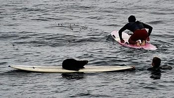 לוטרה תקפה גולשת והשתלטה על הגלשן שלה