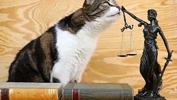 הזוג התגרש – הבעל ישלם מזונות עבור החתולים