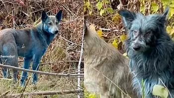 התעלומה שמטרידה את המומחים: למה יש כלבים כחולים בצ'רנוביל?