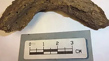 צואה בת 1,300 שנה נמצאה ב"מערת הילדים המתים" במקסיקו