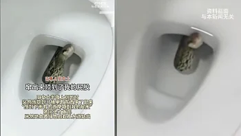 התיישבה על האסלה ונחרדה לגלות נחש מבצבץ